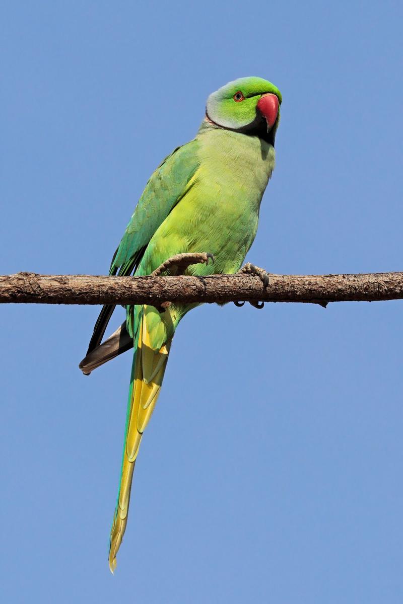 Rose-ringed parakeet on a branch
